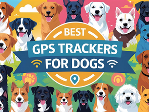 best GPS trackers for dogs