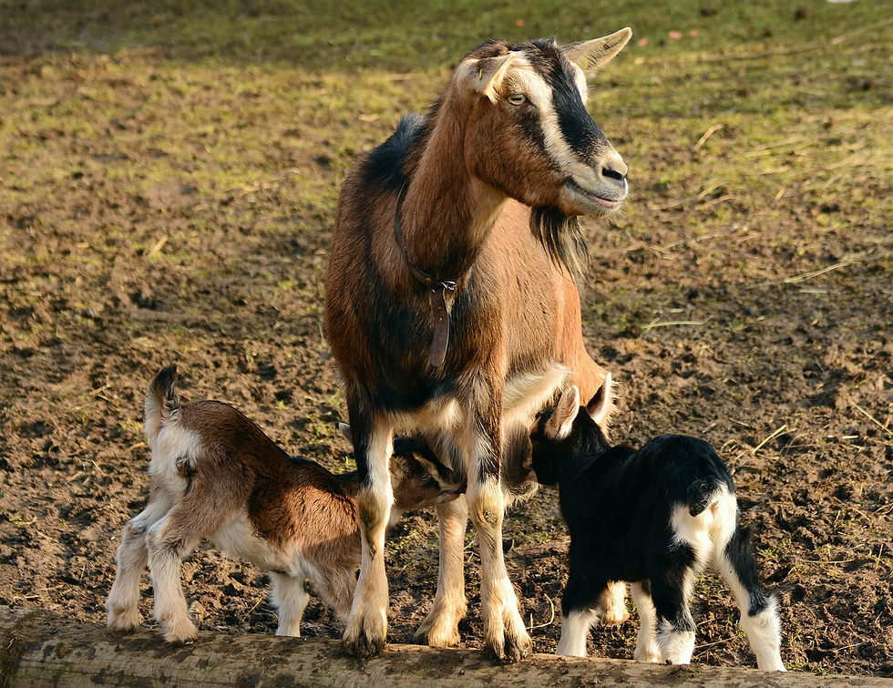 baby goats near Toronto