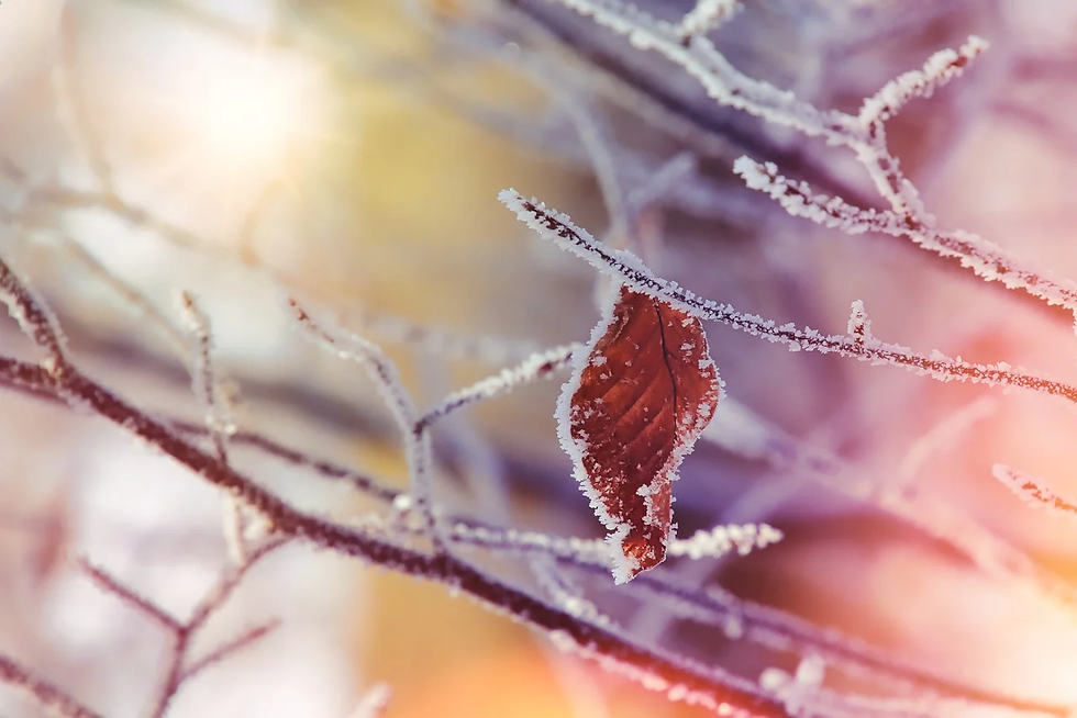 Winter Hiking at Algonquin Provincial Park