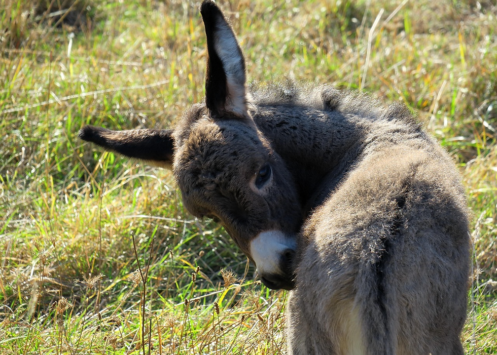 donkey farms in Ontario