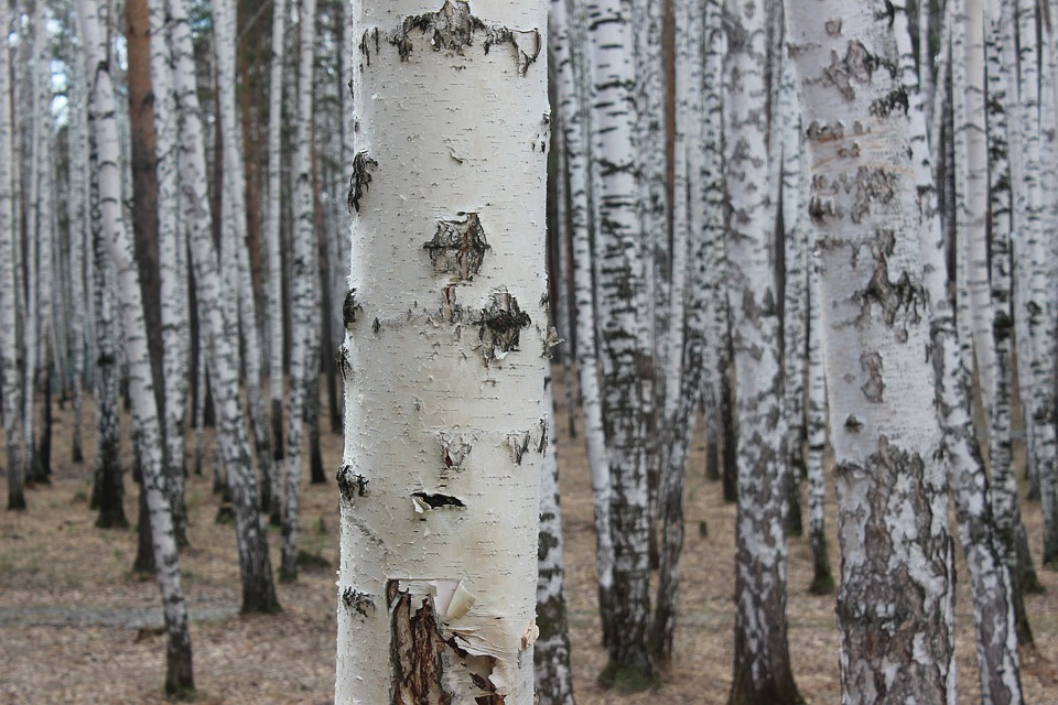 Birch trees