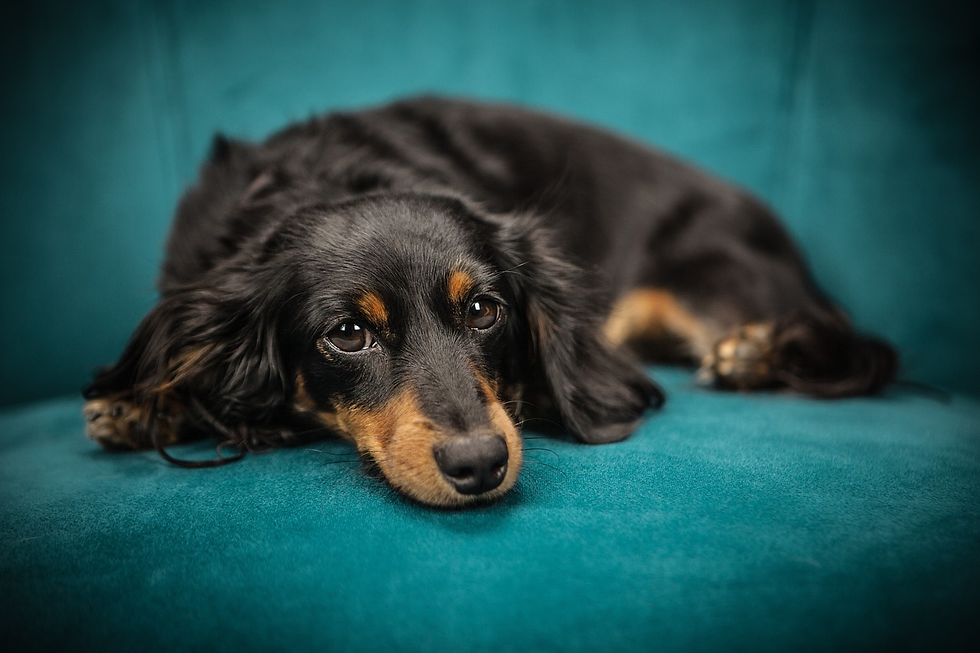 gifts for your dog