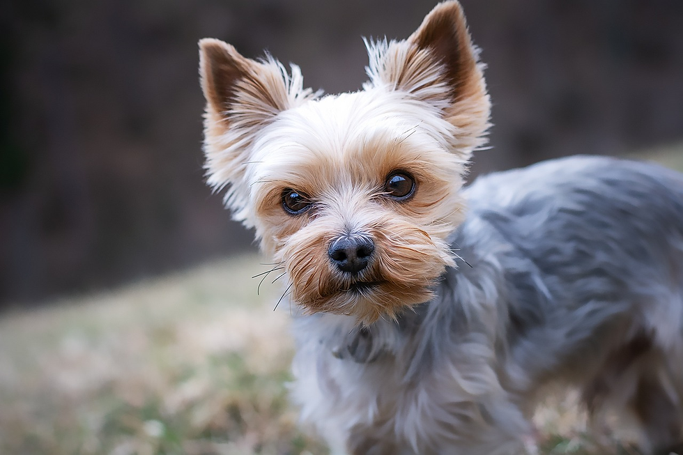 best dog gifts