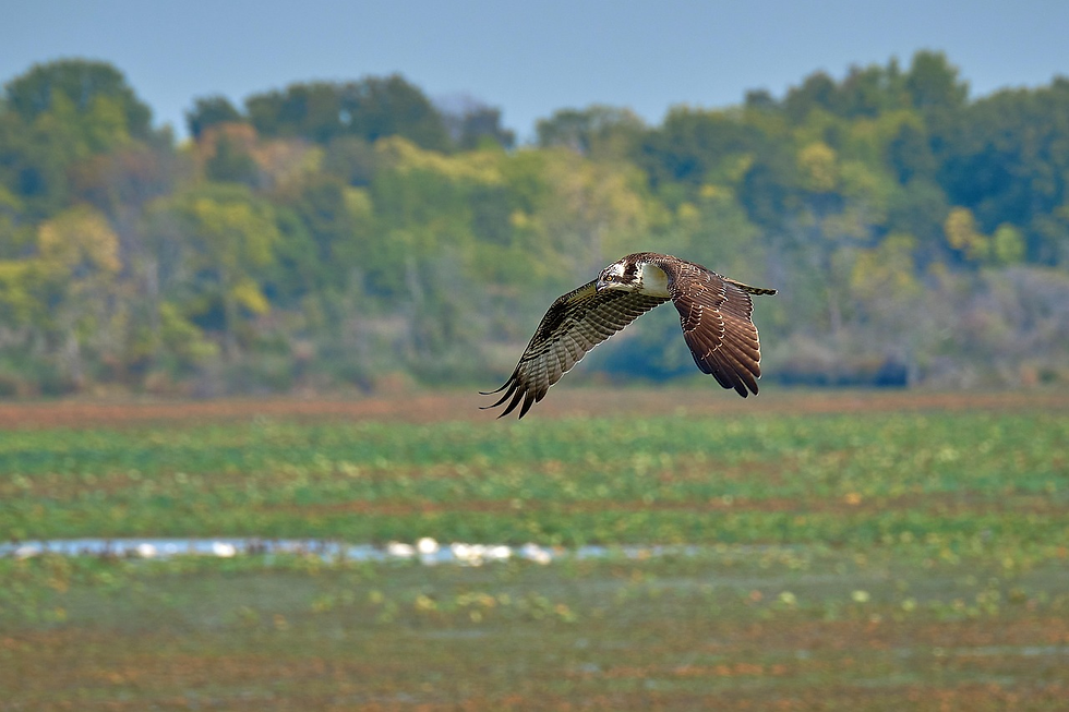 osprey bird of prey