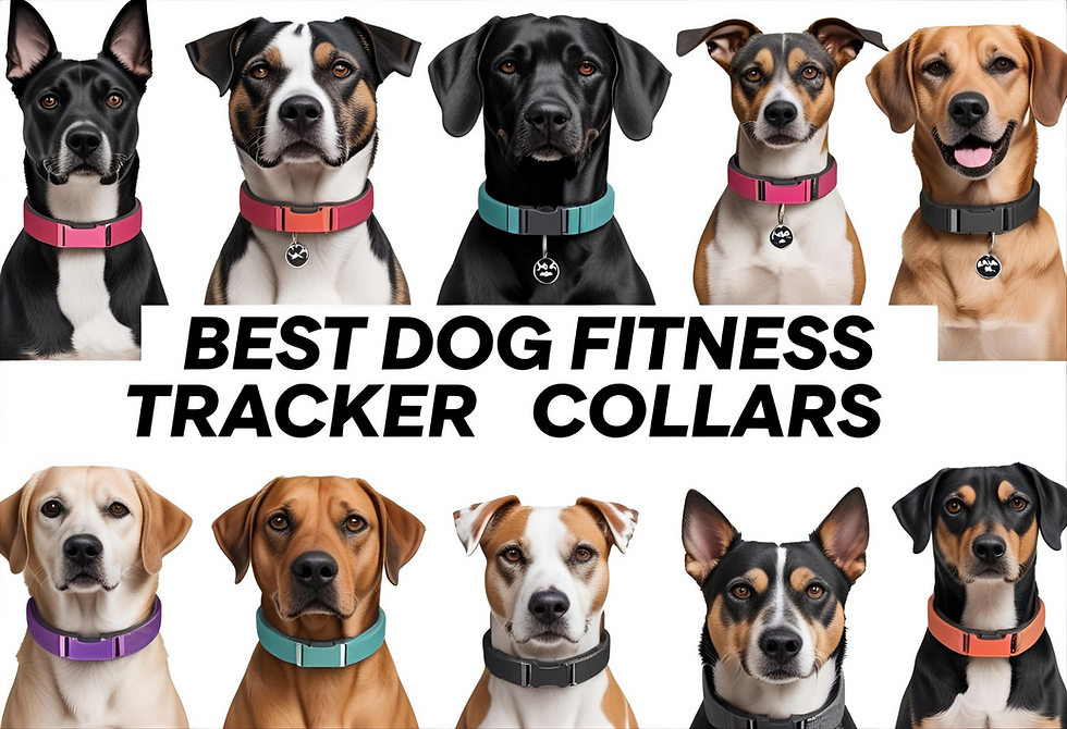 dog fitness tracker collars