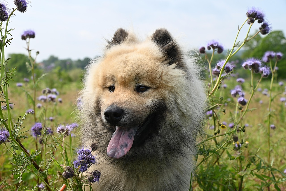 gifts for dogs