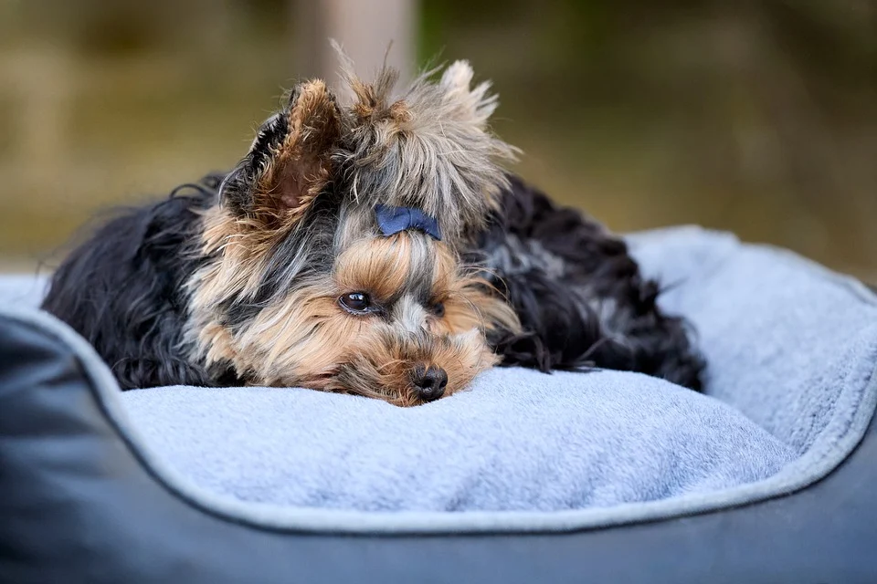 dog beds for arthritis 