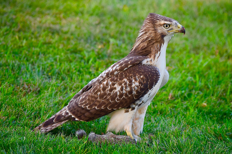 red-tailed hawk