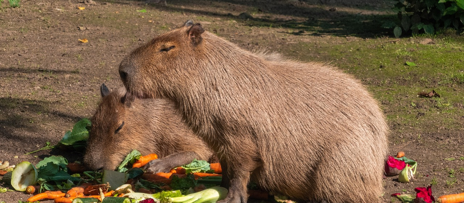 Are Capybaras Carnivores? Everything You Need to Know