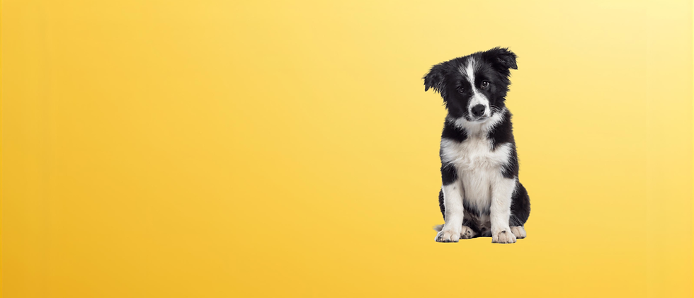 Untitled design (2).png