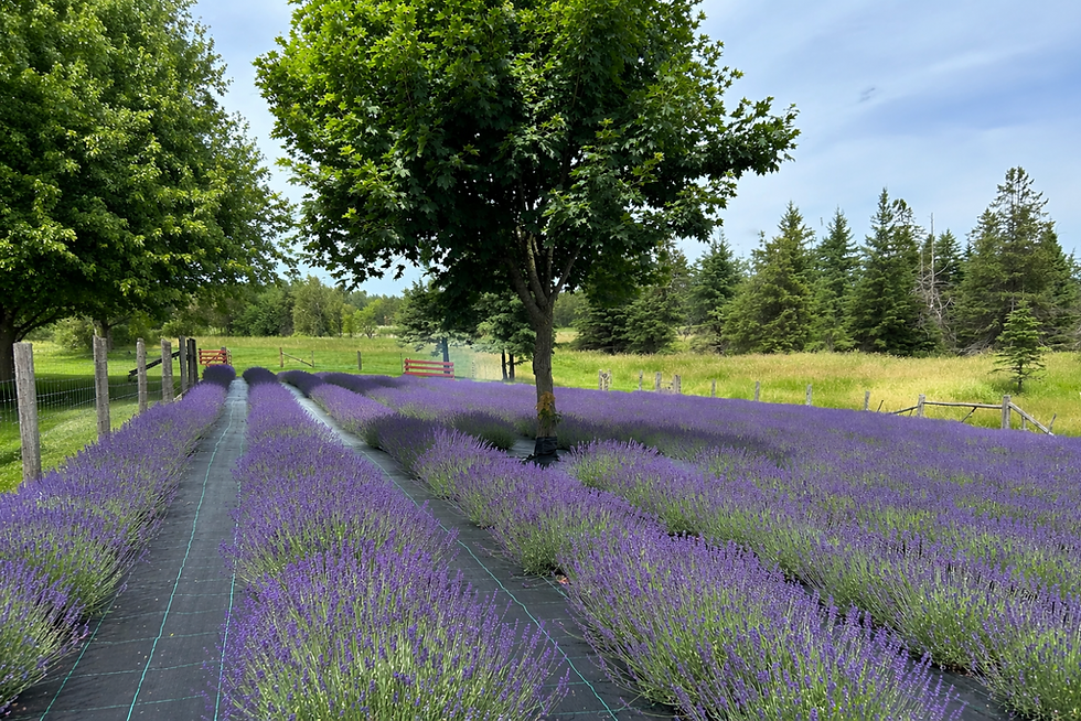Lavender Creek Farm, Ontario