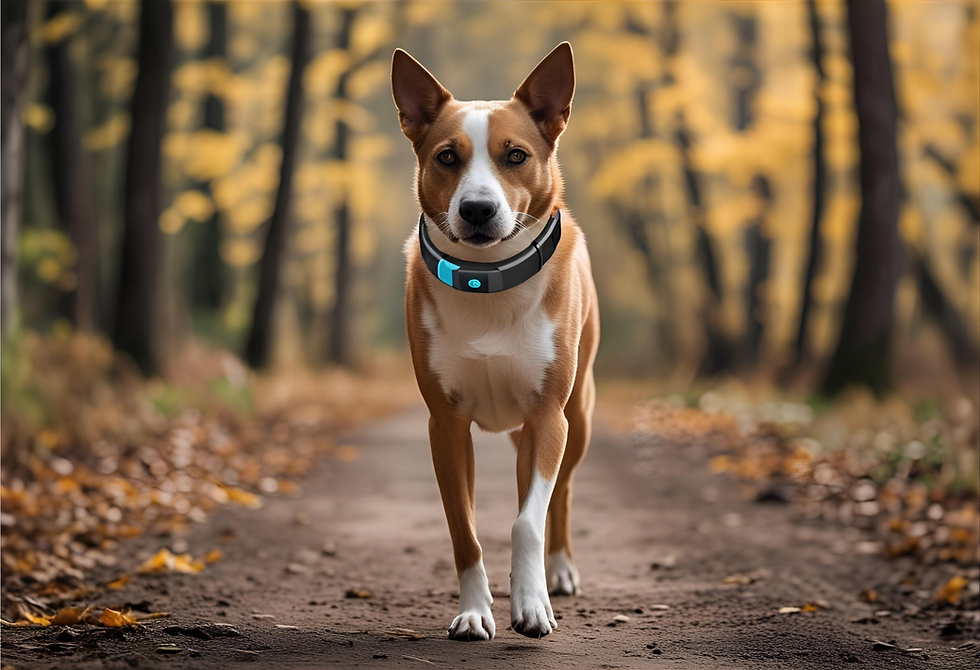 health monitoring collars for dogs