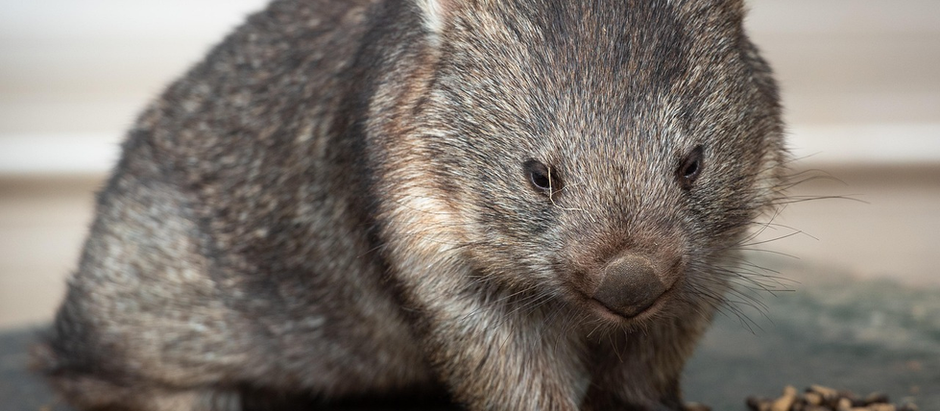 Capybara vs. Wombat: Comparing Two Fascinating Animals