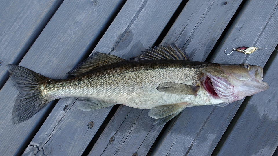 fishing in Northern Ontario