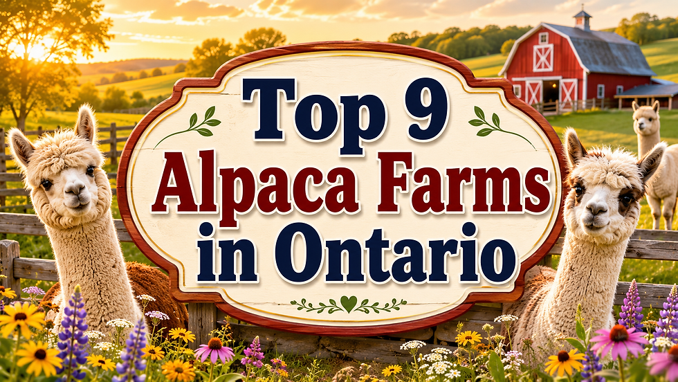 best alpaca farms in Ontario