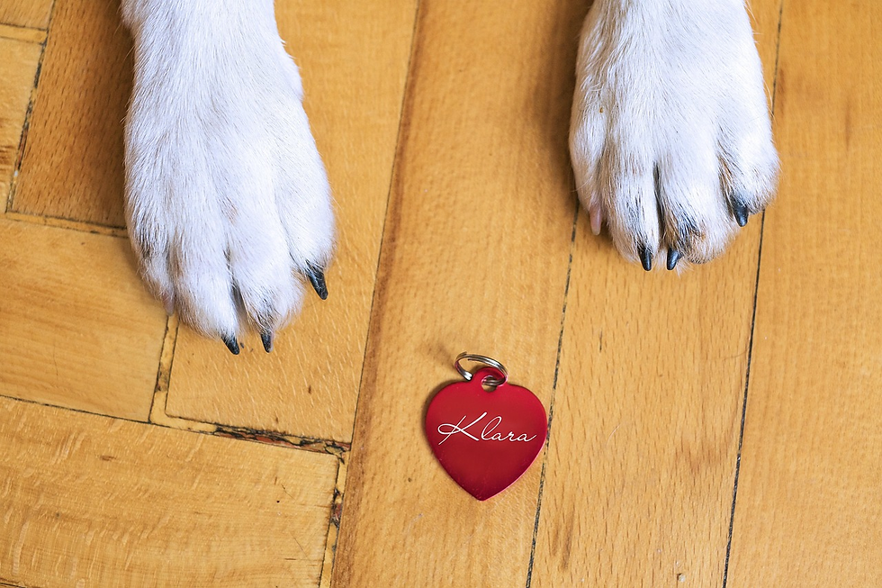 gift ideas for dog dads