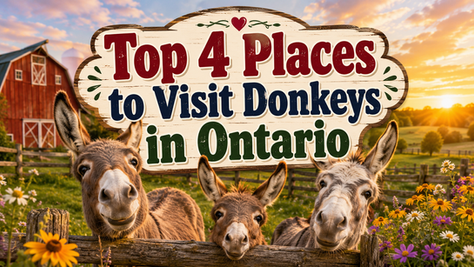 donkeys in Ontario