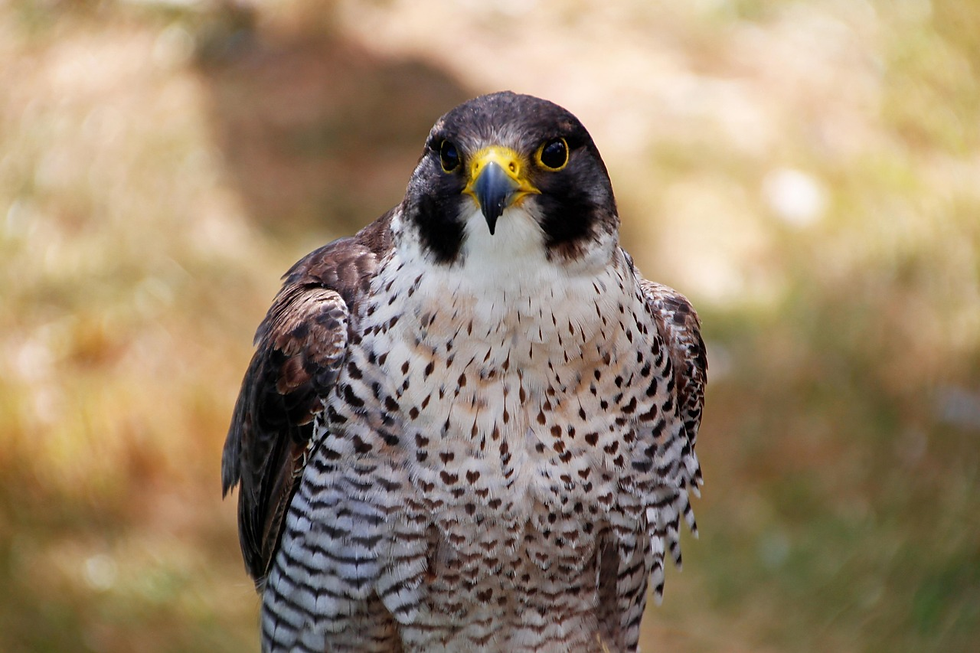 Peregrine Falcon in Ontario