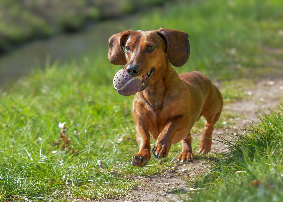 automatic dog ball thrower