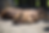 Capybaras sleeping in shade