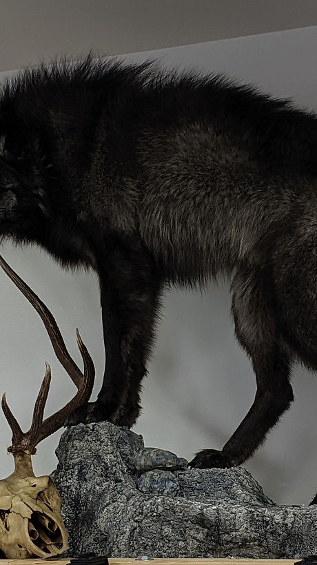 Wolf Taxidermy