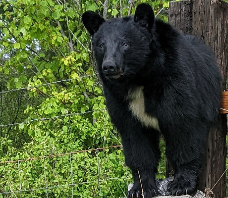 Black bear taxidermy