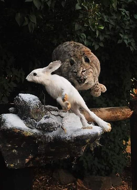 Bobcat Taxidermy
