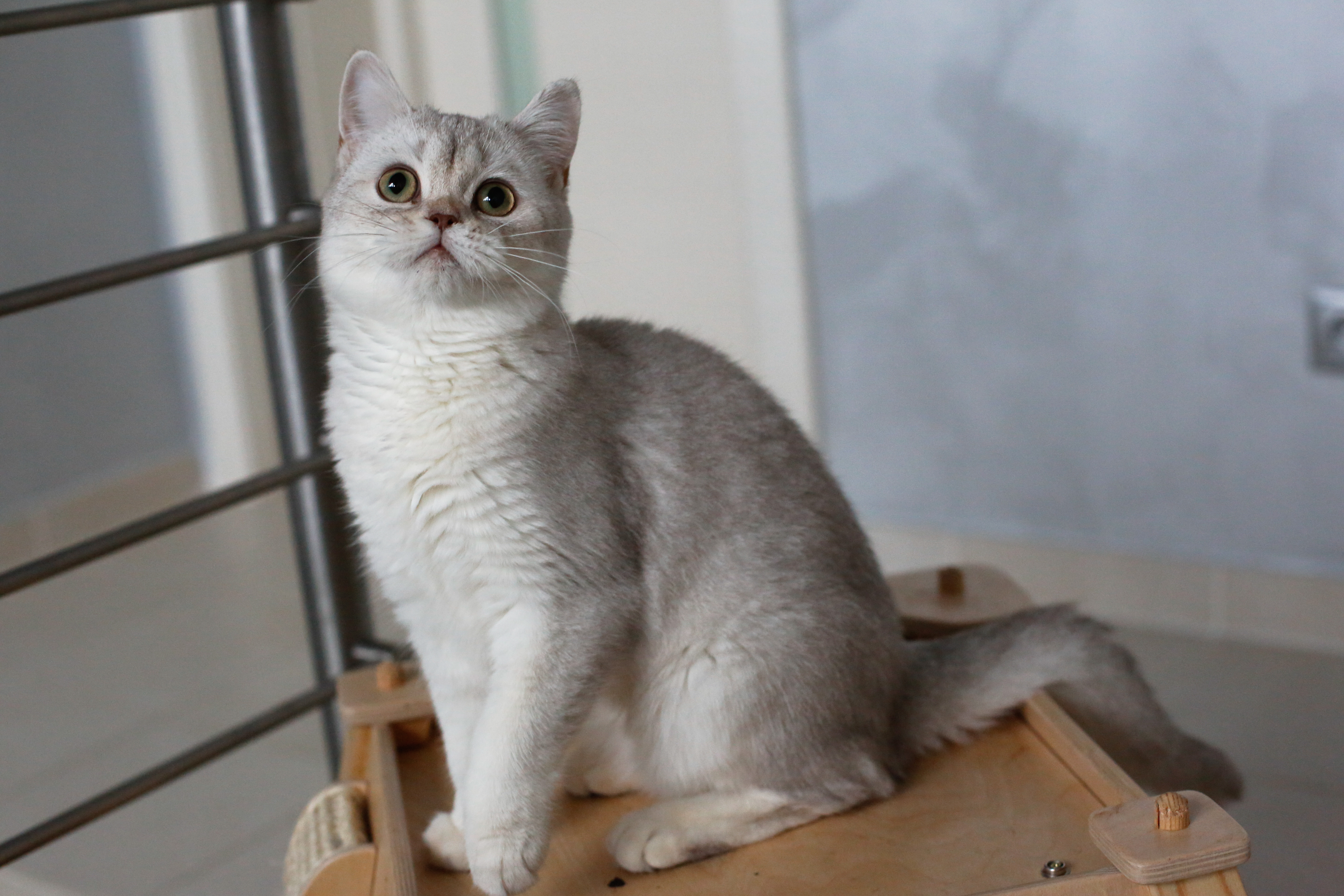 Шотландская кошка белая прямоухая