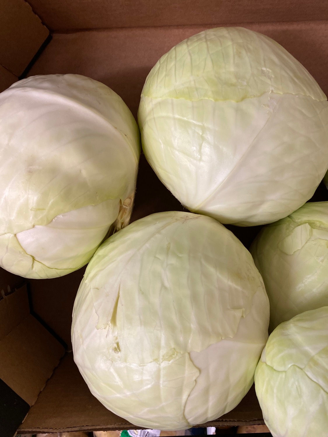 White Cabbage
