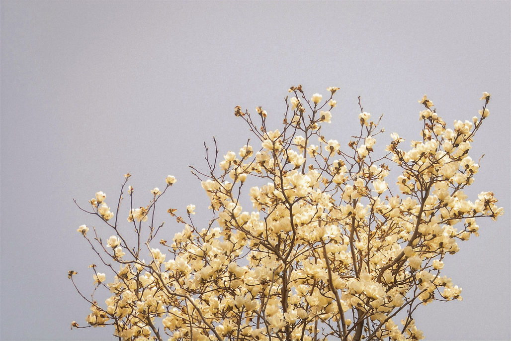 a tree with white flowers in front of a blue sky_edited.jpg
