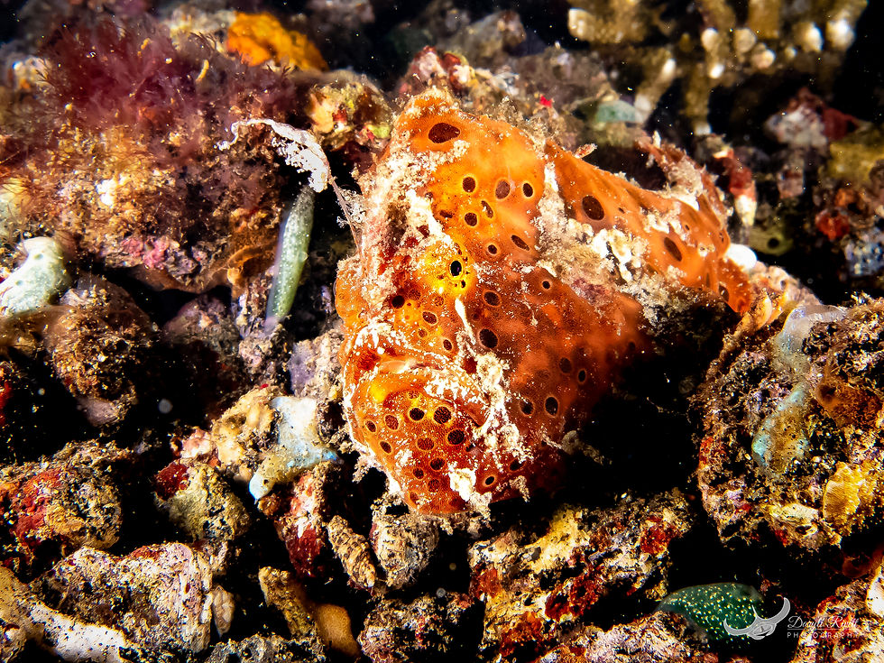 Lembeh 2017-7 Daryll Rivett-2014