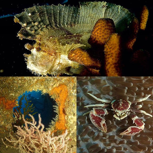 Snapshot of life on SS President Coolidge-Santo #sspresidentcoolidge #coralquaysresort #scubadive #s