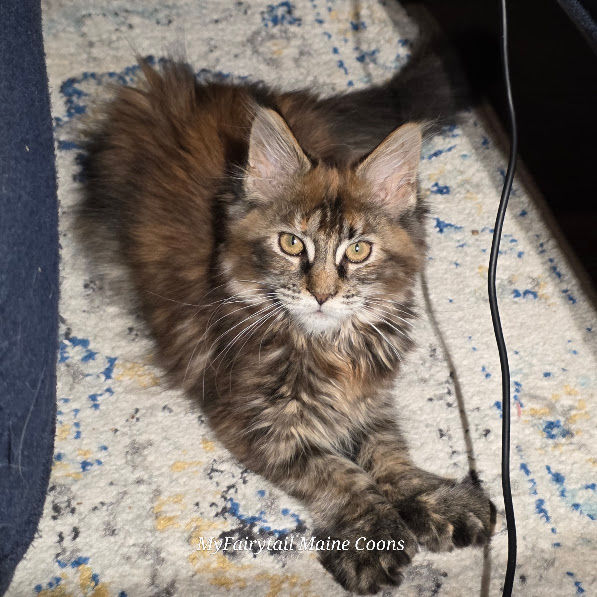 brown torbie female
