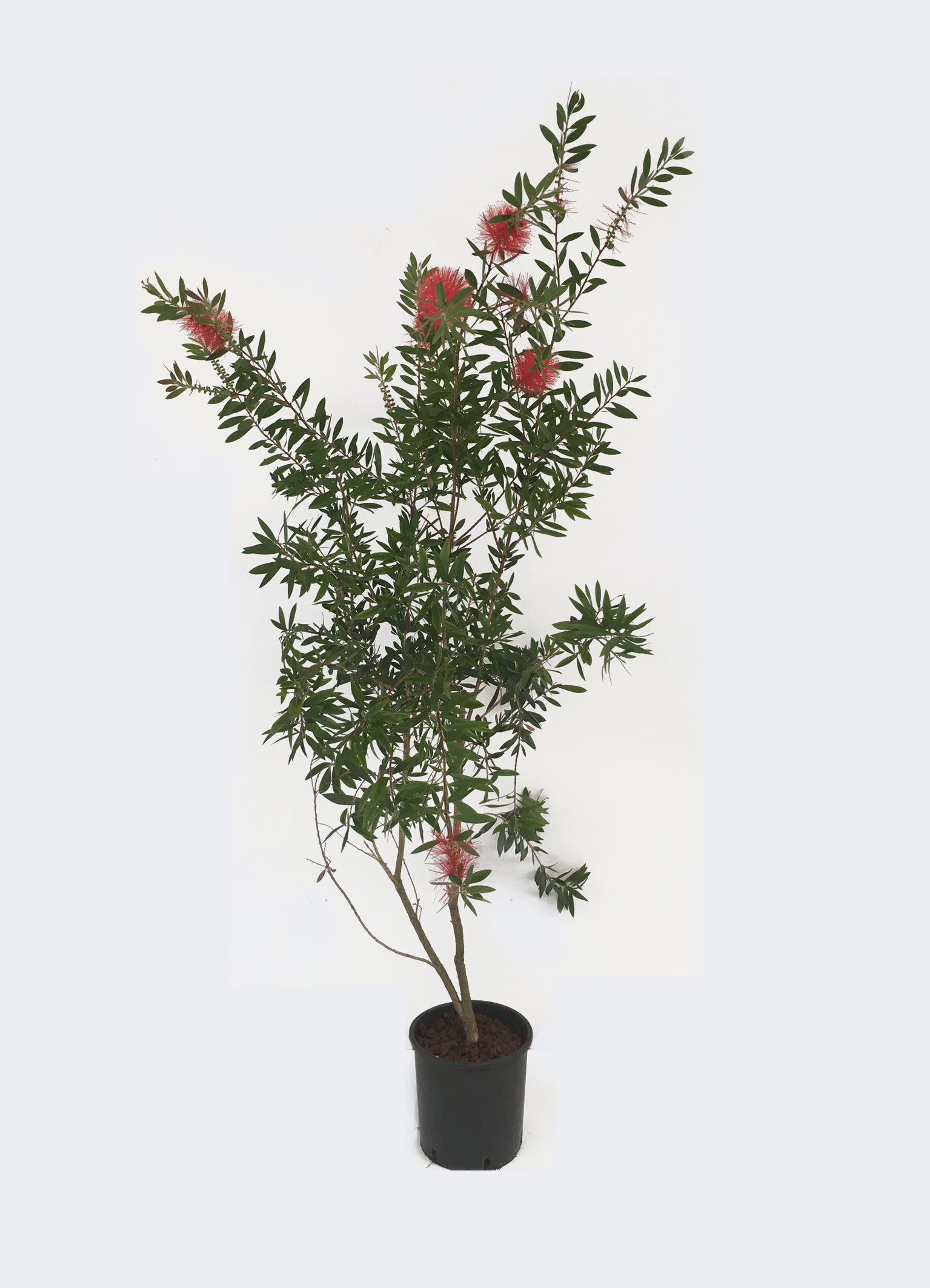 Callistemon Citrinus splendens