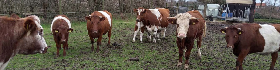 _Huntjens Nina Willems Leonie Cornips - MEAM revision.jpeg