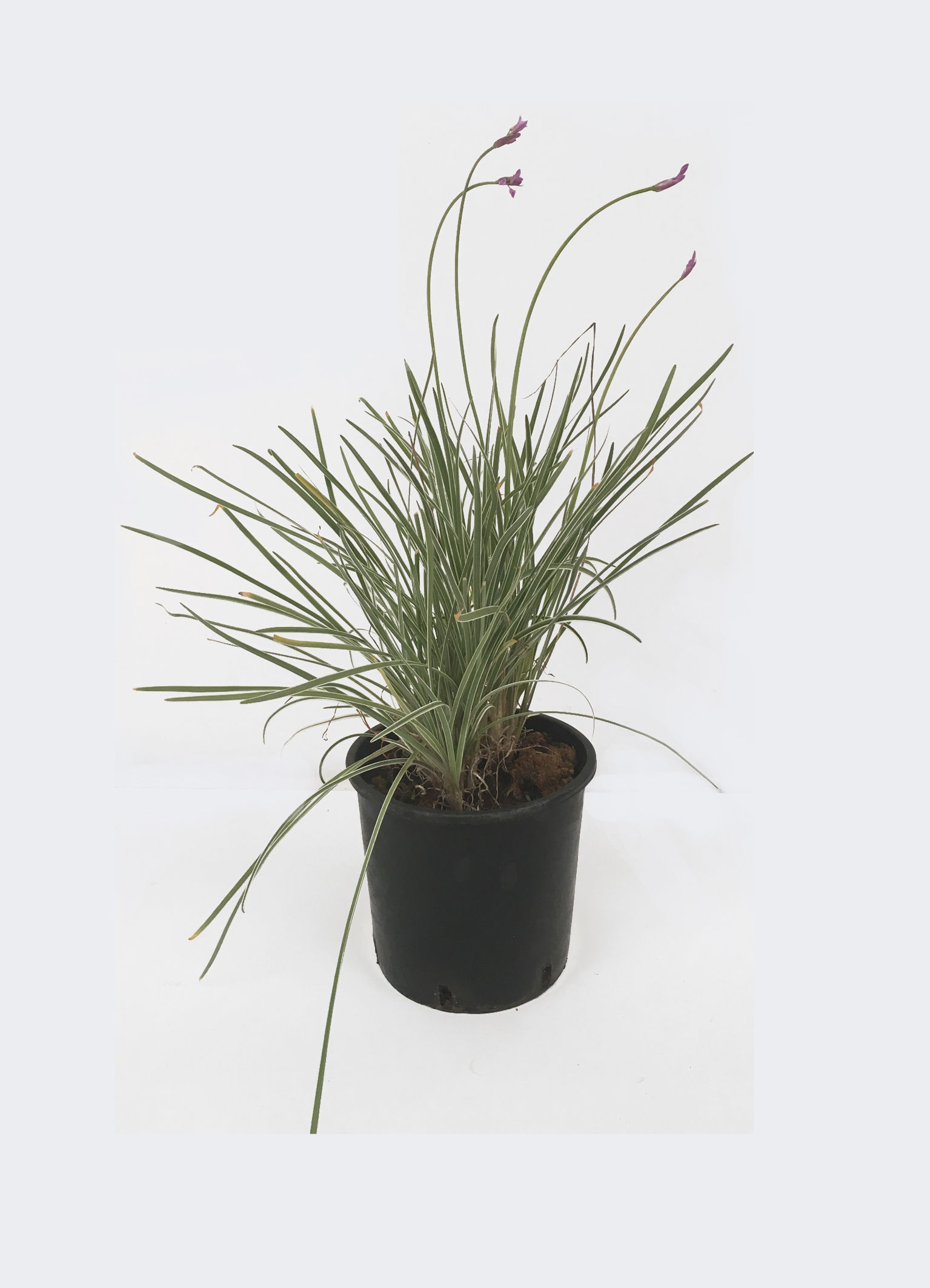 Tulbaghia violacea variegata