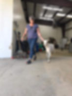 Image 2 Author walking Spider Goat back to pen.jpg