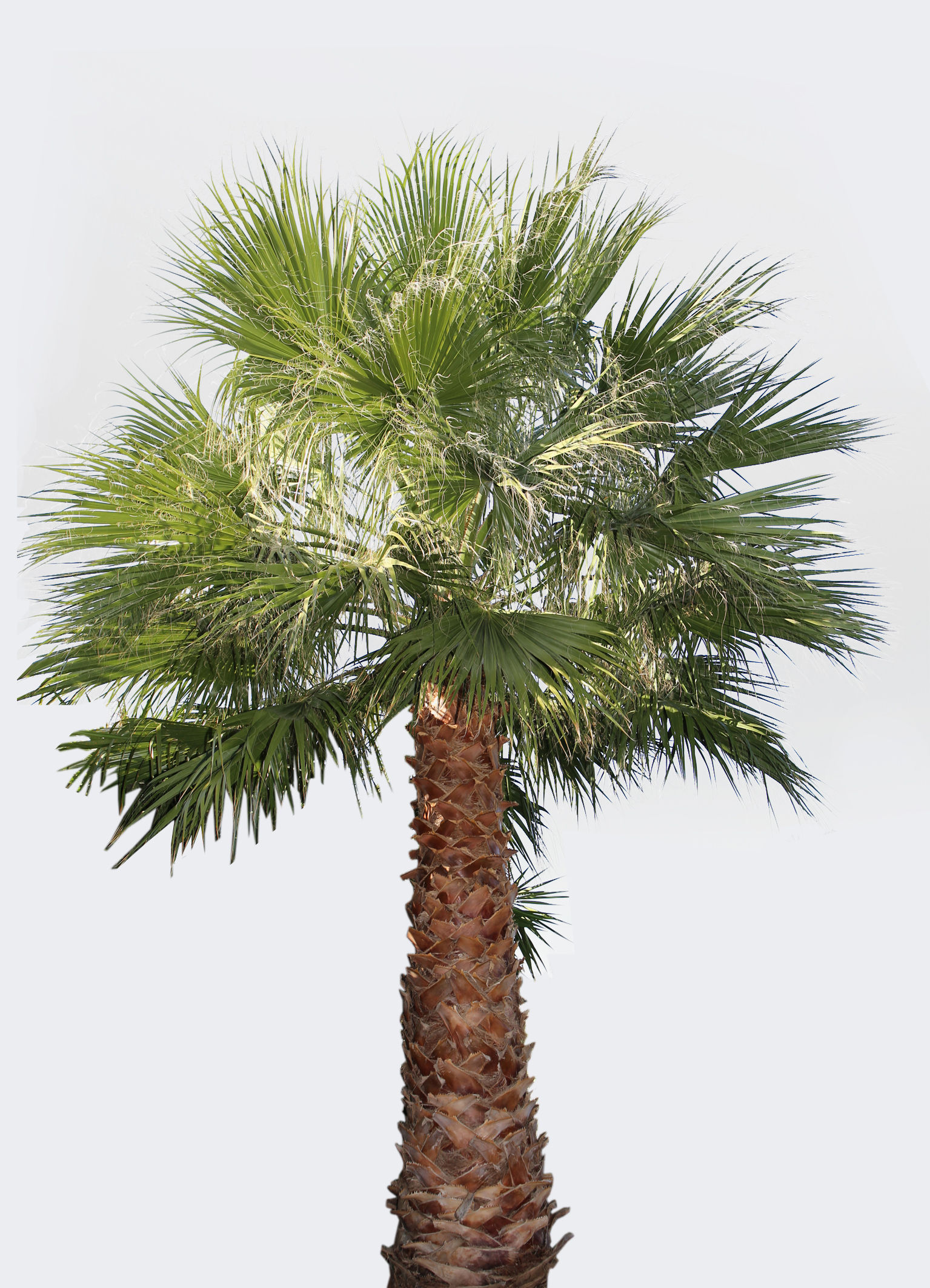 Washingtonia Filifera in zolla