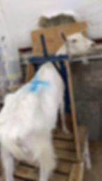 Image 3 Locked in to start being milked .jpg