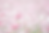背景コスモス.png