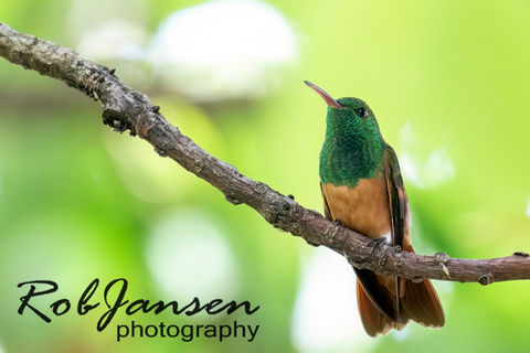 Chestnut-bellied Hummingbird 2.jpg