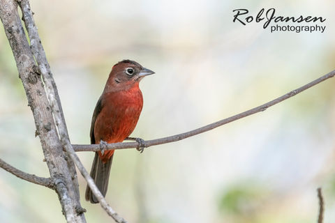 Red-crested Finch.jpg