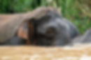Borneo Pygmy Elephant