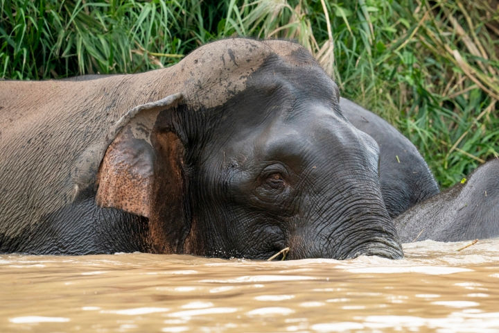 Borneo Pygmy Elephant