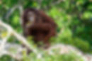 Orangutan