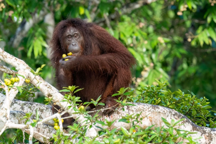 Orangutan