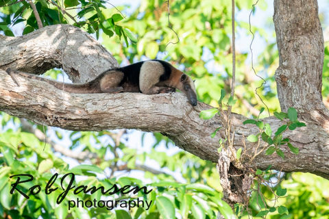 Northern Tamandua 2.jpg