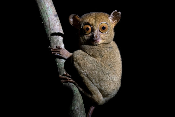 Western Tarsier