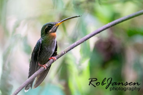 Band-tailed Barbthroat.jpg
