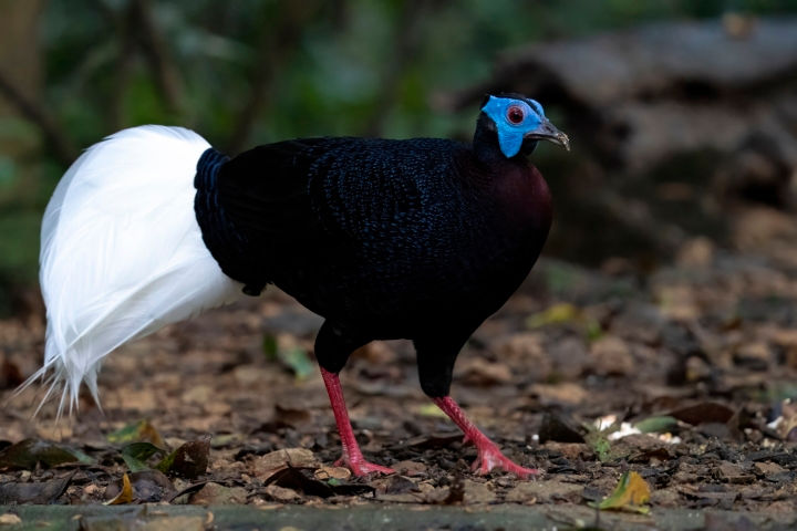 Bulwer's Pheasant